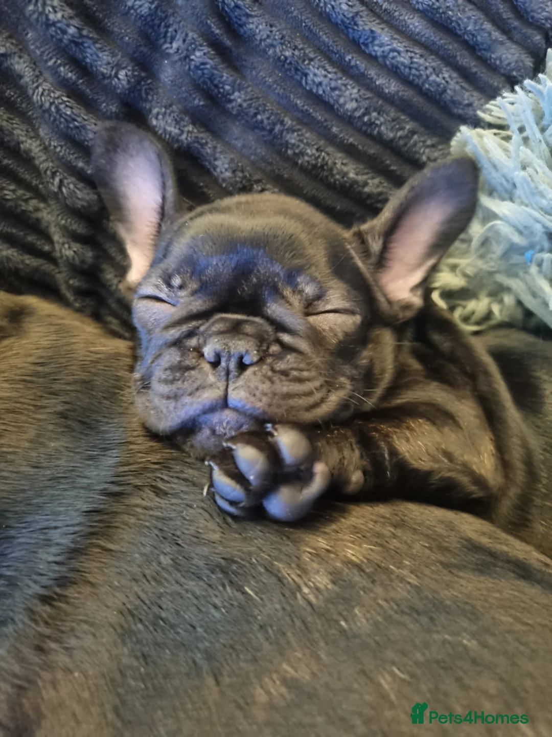 French Bulldog dogs for sale: French Bulldog Puppy - Advert 14