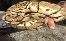 Python Snake reptiles for sale: CB23 bumblebee ball python (spider) - Image 2