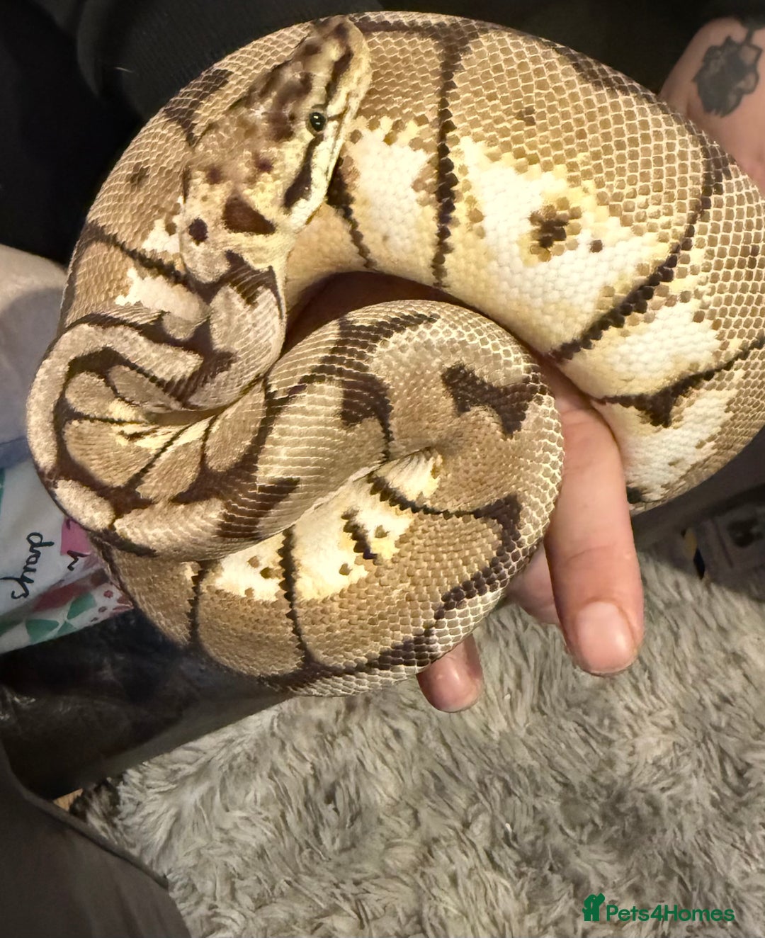 Python Snake reptiles for sale: CB23 bumblebee ball python (spider) - Image 2