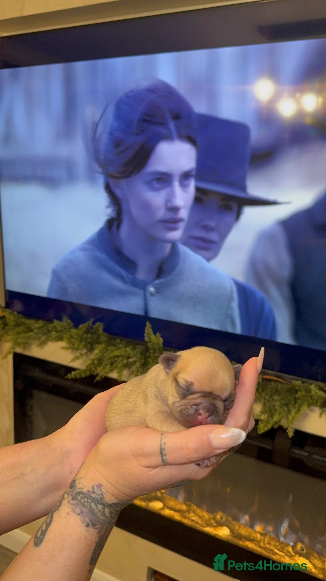 French Bulldog dogs for sale: Elegant Litter of Six KC Registered French Bulldog - Advert 8