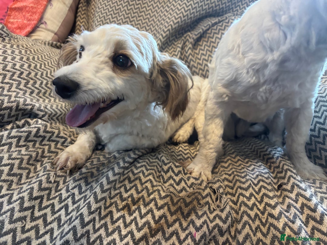 Mixed Breed dogs for sale: Beautiful sisters needing new homes  - Image 10
