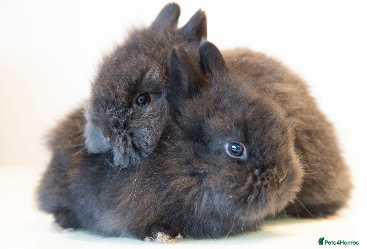 Lionhead rabbits Double-maned Lionhead Bunnies  - Advert 6