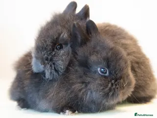 Lionhead rabbits Double-maned Lionhead Bunnies - Advert 6