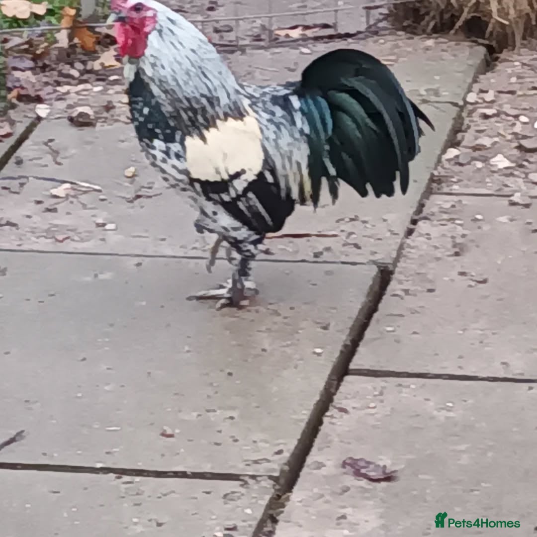 Chickens poultry for sale: Beautiful pet cockerels - Advert 3