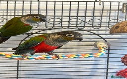 Conures birds for sale: CRIMSON BELLIED CONURE PAIR - Image 2