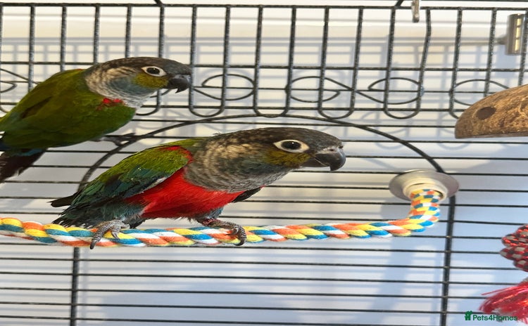 Conures birds - Advert 4