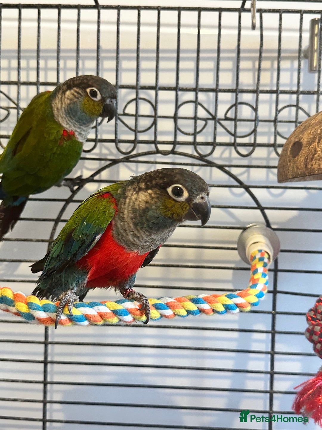 Conures birds for sale: CRIMSON BELLIED CONURE PAIR - Image 2