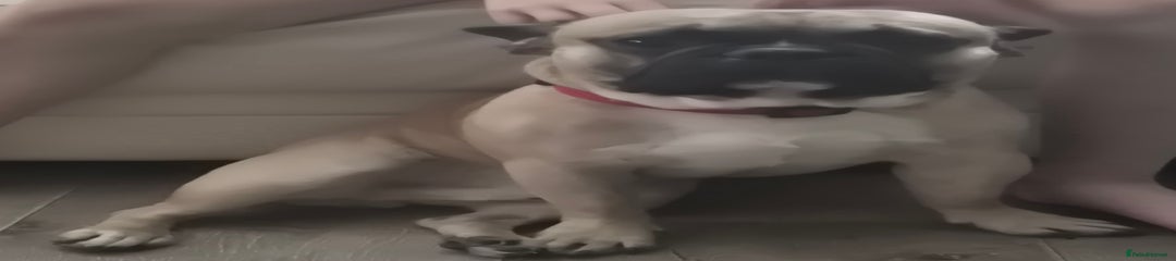 French Bulldog Puppy 1