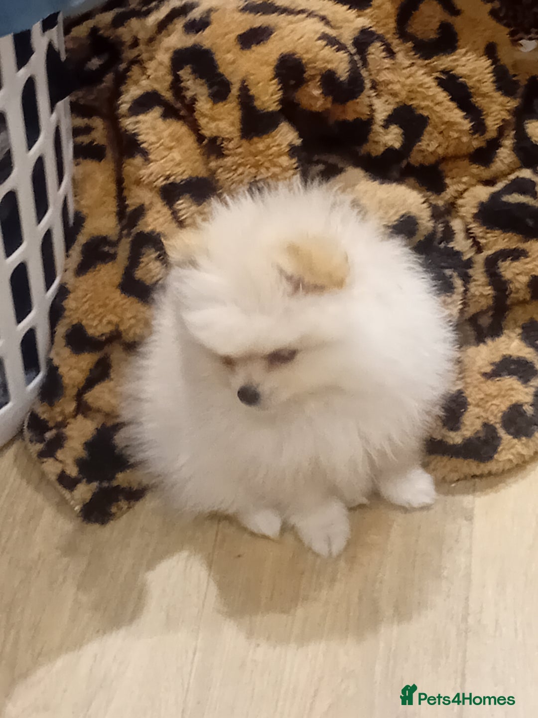 Pomeranian dogs for sale: Beautiful tiny Pomeranian Puppy   - Advert 3