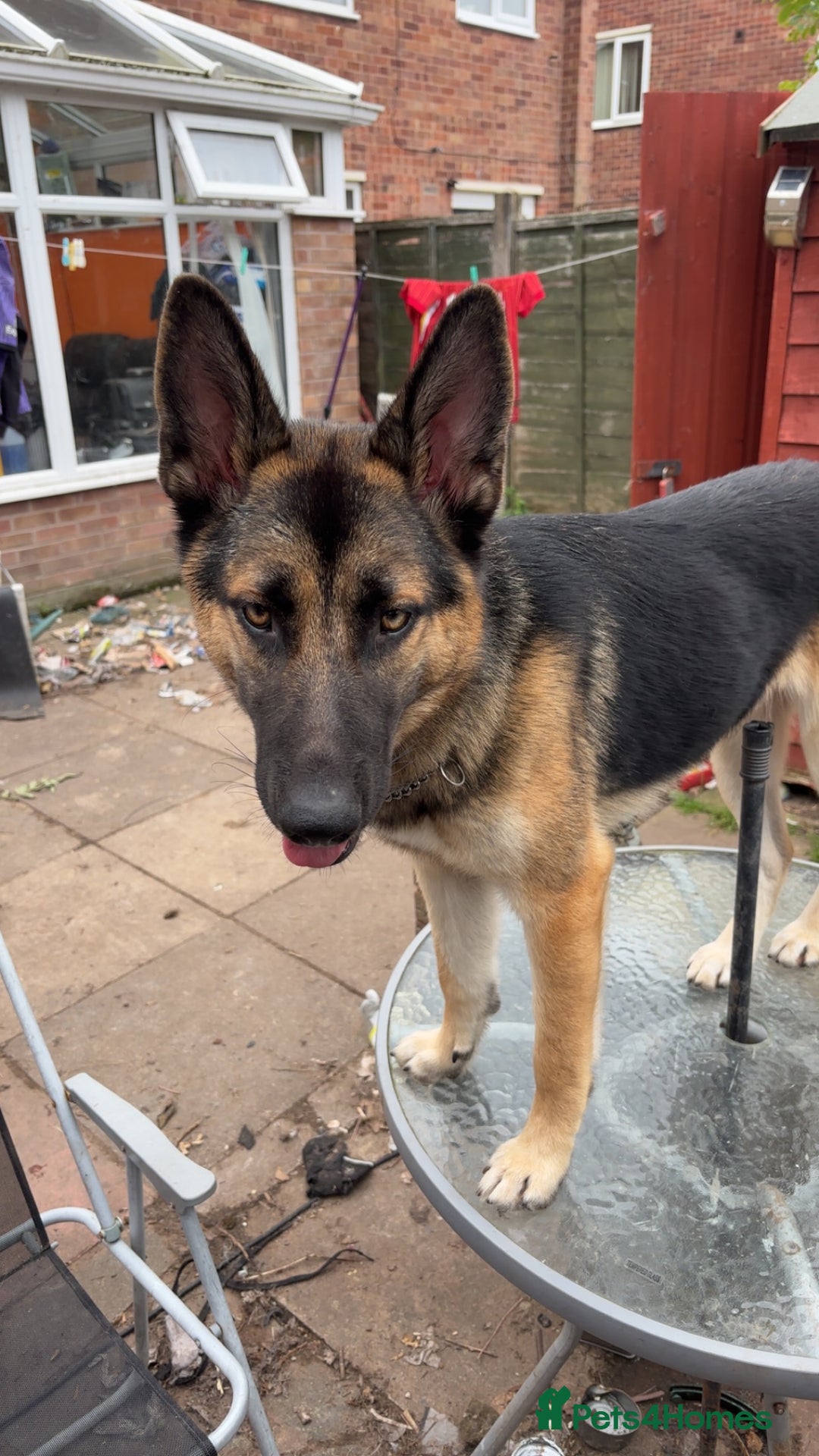 Shepsky dogs for sale: Shepsky - Image 1