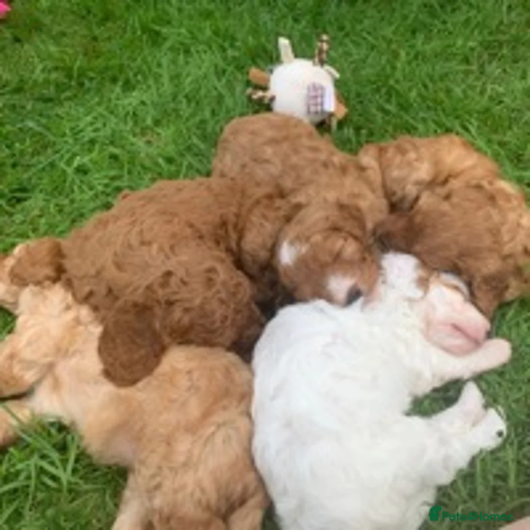 Cavapoo dogs for stud: F1 PROVEN Toy Cavapoo DNA Clear stud in Stafford - Advert 12