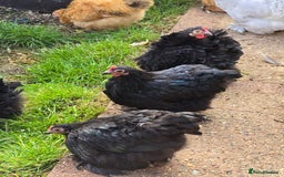 Chickens poultry for sale: Pekin Bantam Pullets POL  - Image 5