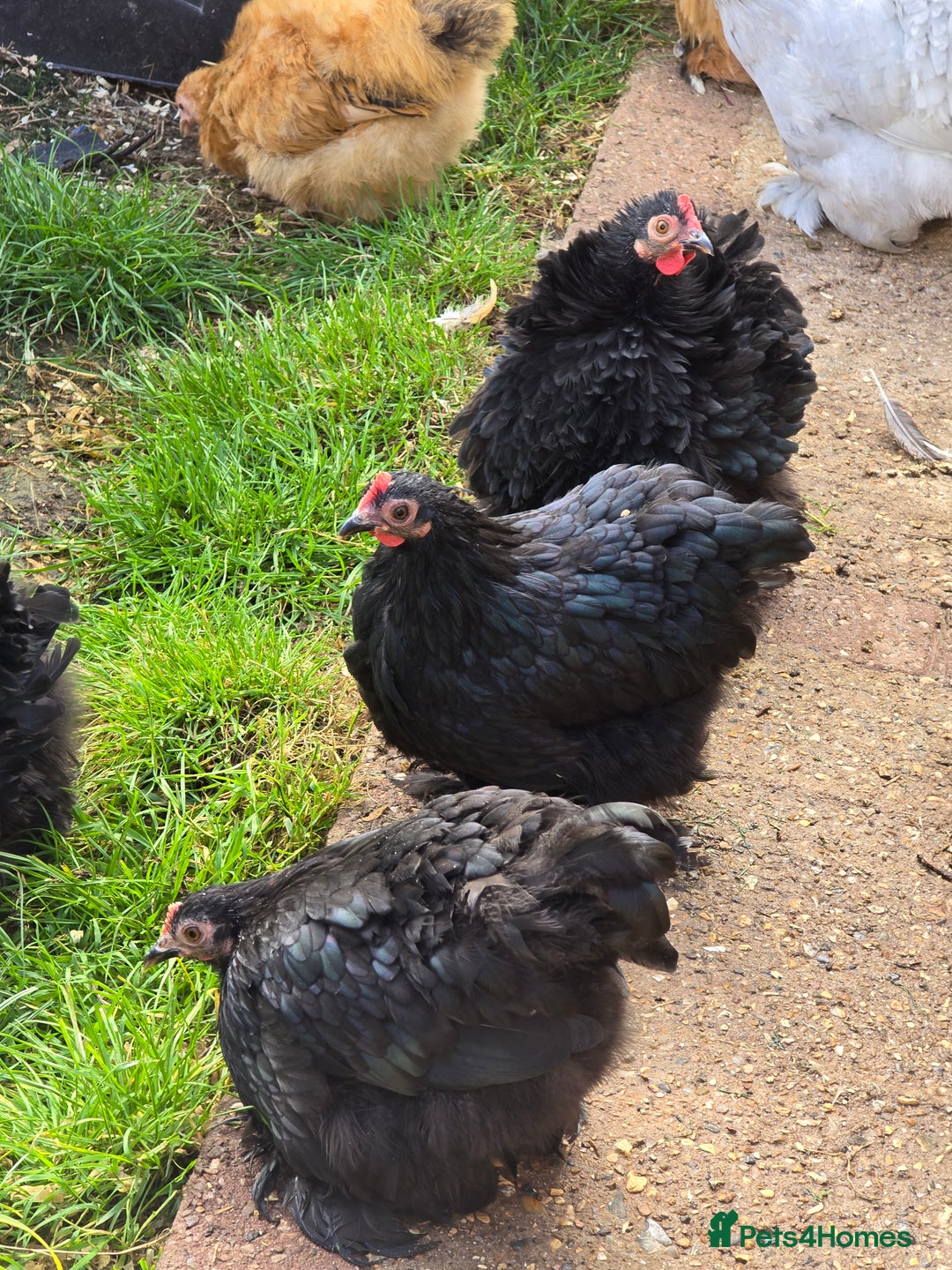 Chickens poultry for sale: Pekin Bantam Pullets POL  - Image 5