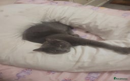 Persian cats for sale: ADORABLE RUSSIAN BLUE X PERSIAN KITTENS - Image 10