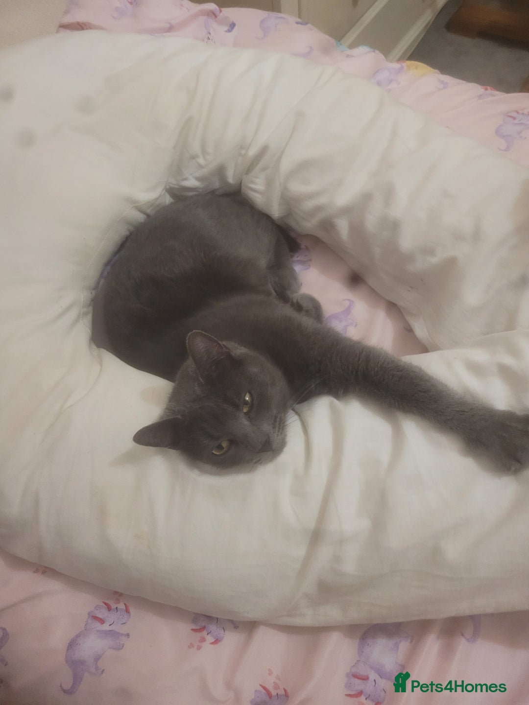 Persian cats for sale: ADORABLE RUSSIAN BLUE X PERSIAN KITTENS - Image 10