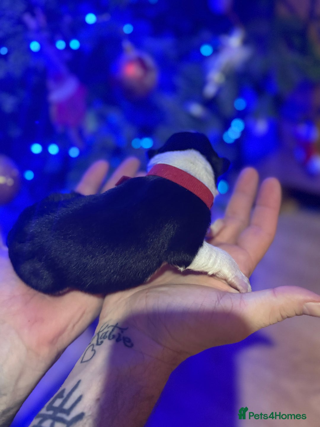 Border Collie dogs for sale: Family-Raised Border Collie Pups - Advert 16