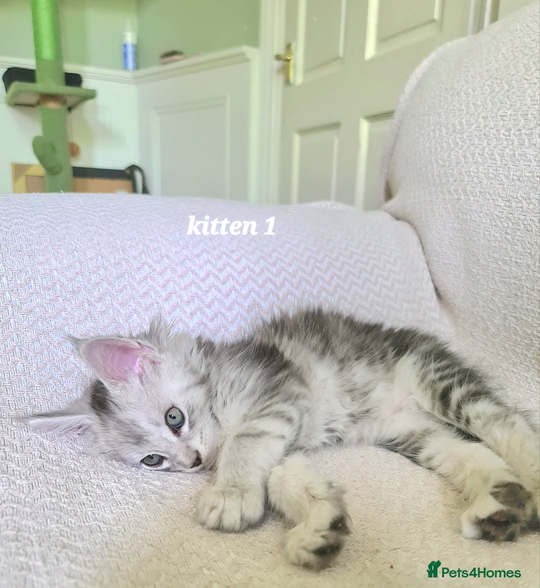 Maine Coon cats for sale: 2 MaineCoon boys - Image 4