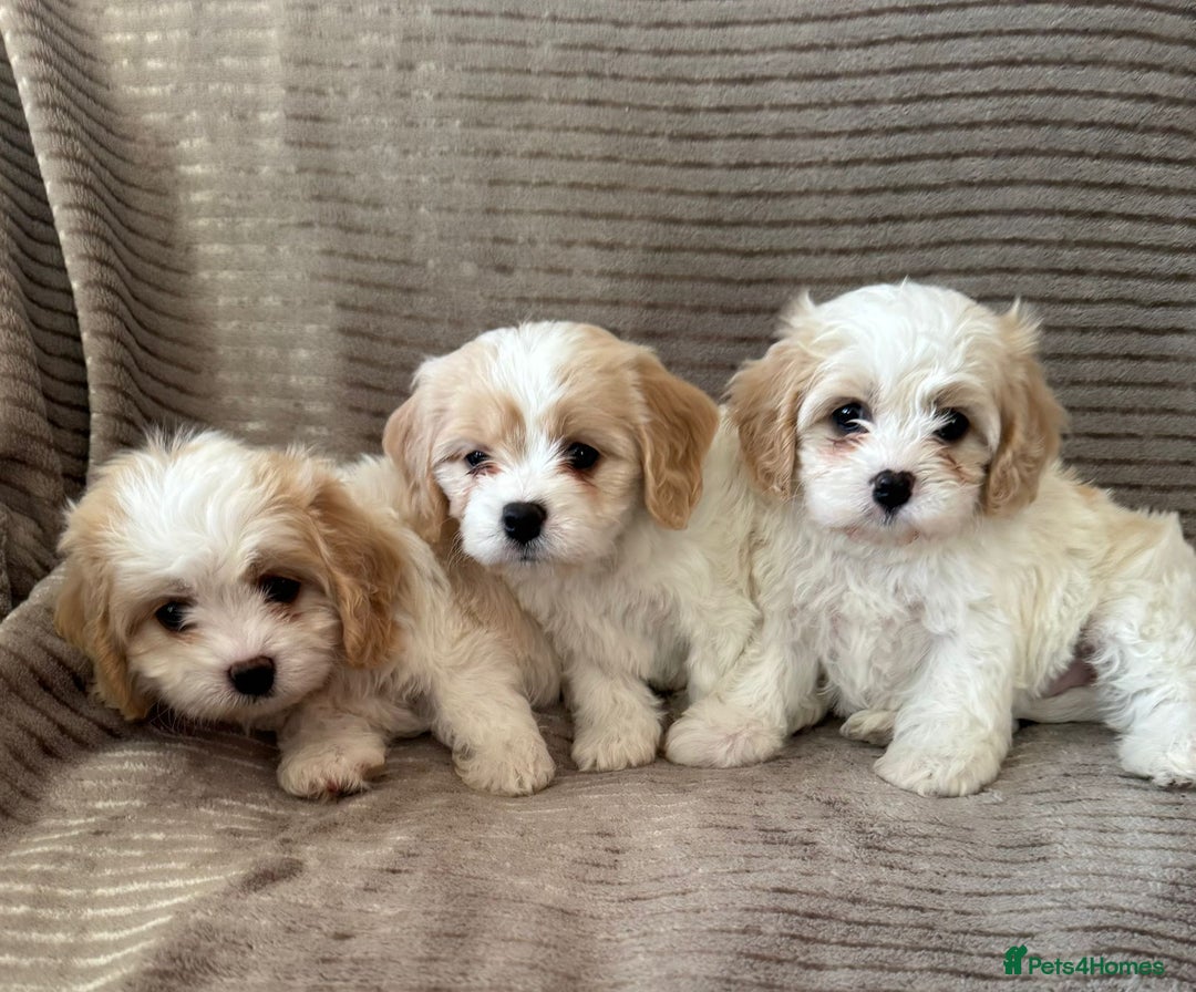 Cavachon dogs for sale: CAVACHON F1 PUPS DNA CLEAR - Advert 7