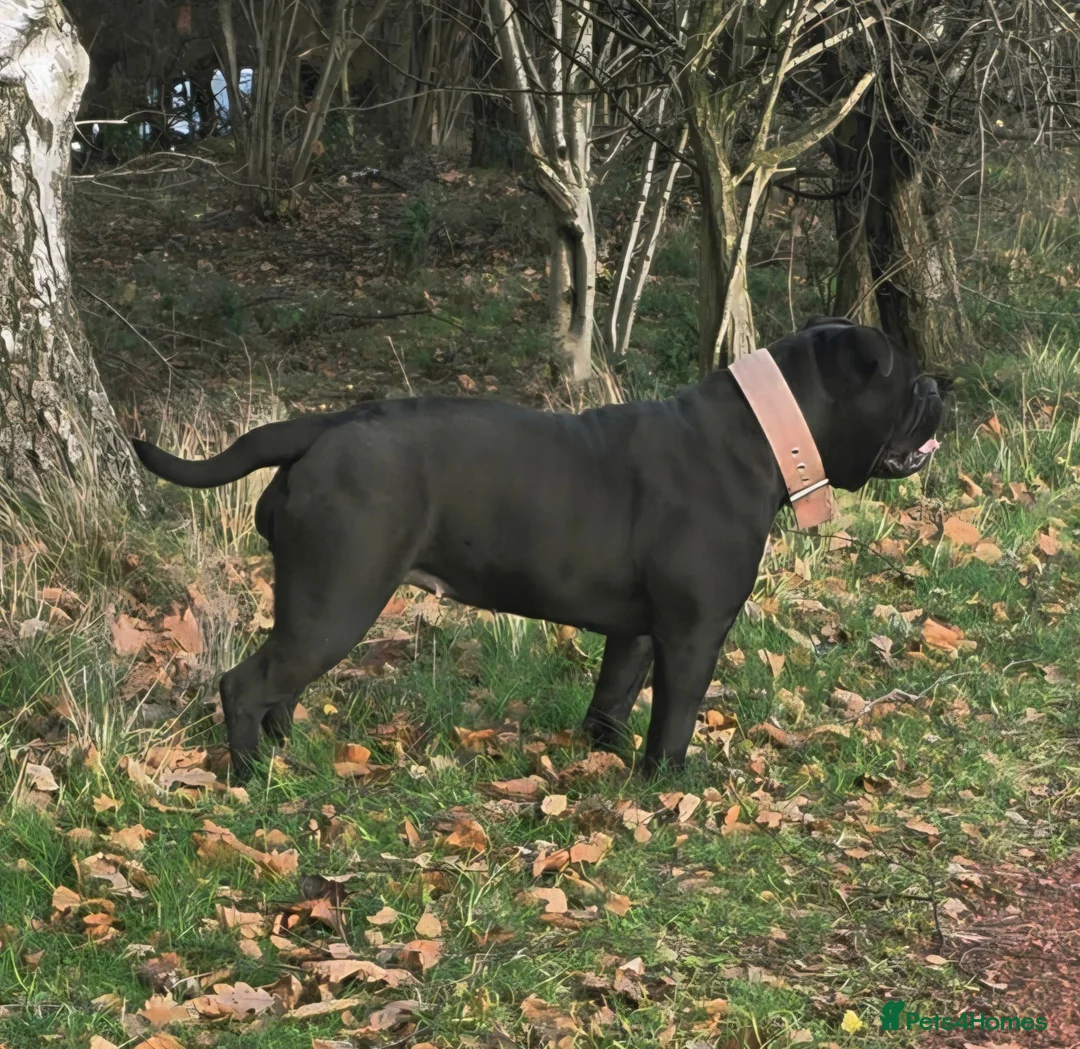 Olde English Bulldogge dogs for sale: Olde english bulldog female  - Advert 4