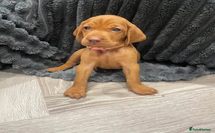 Hungarian Vizsla dogs - Advert 5