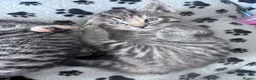 Mixed Breed cats for sale: 🌟 stunning mixed breed kittens 🌟 - Advert 4