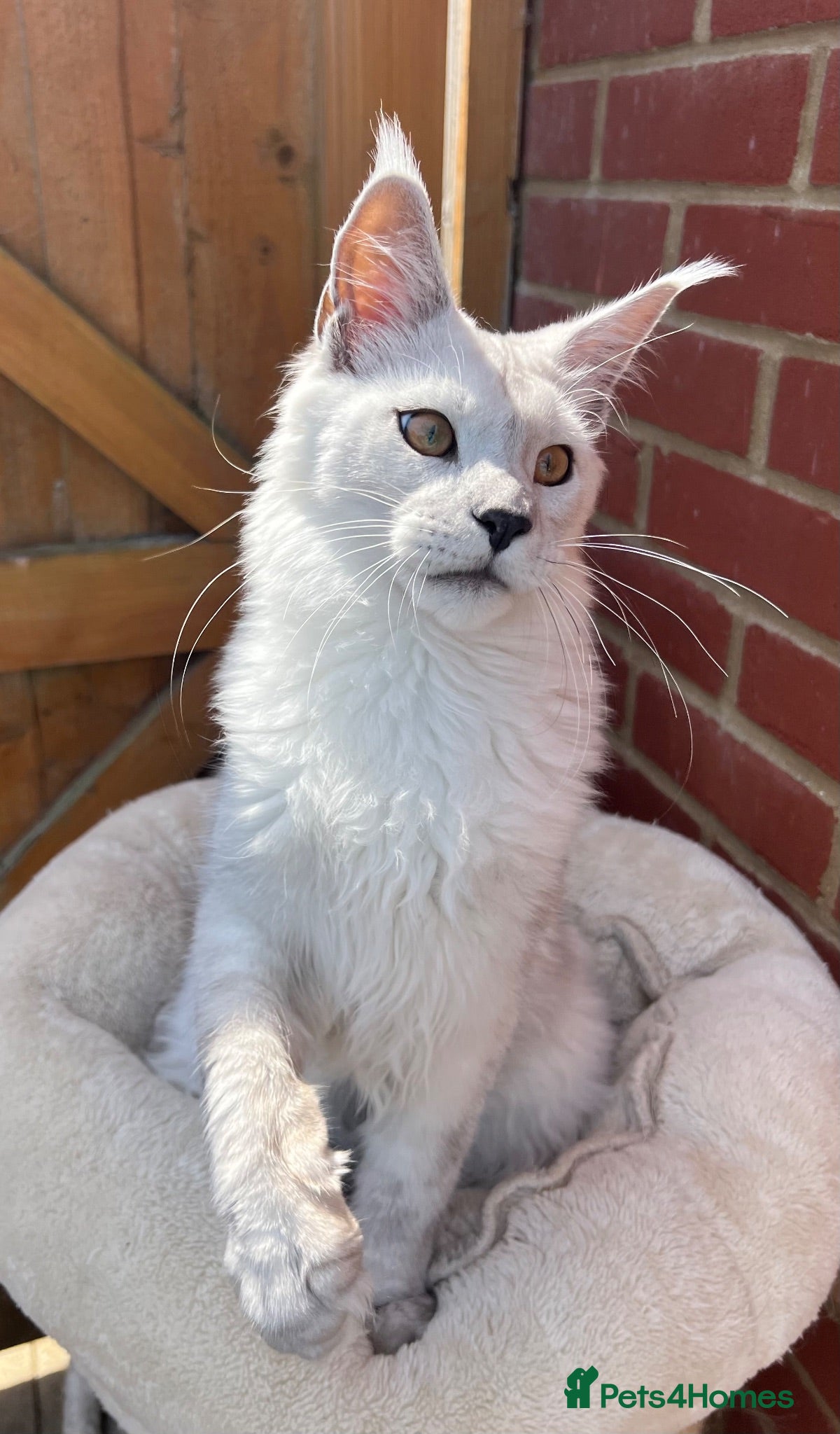Maine Coon cats Exceptional cat kitten Maine coon XXL black smoke - Advert 5