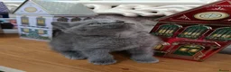 British Shorthair cats for sale: Beautiful kittens - Advert 3