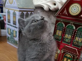 British Shorthair cats Beautiful kittens - Advert 6