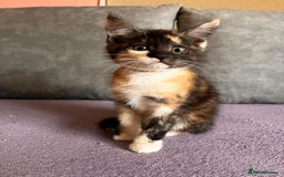 Maine Coon cats for sale: Half Maine Coon - Image 4