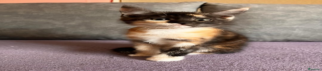 Maine Coon Kitten 5