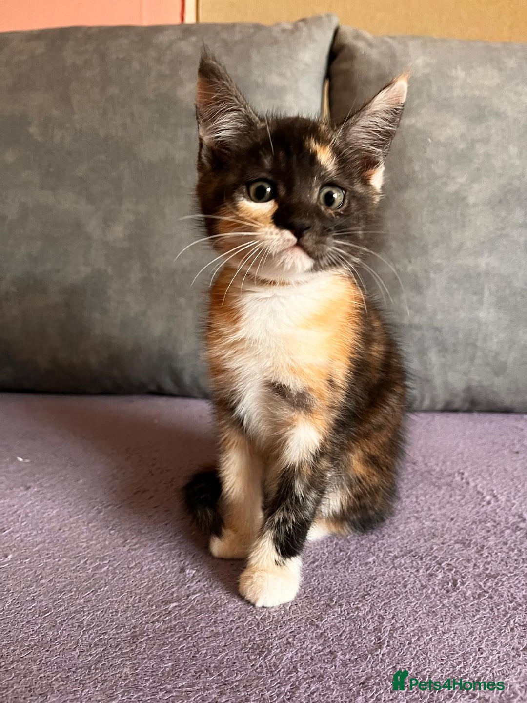 Maine Coon cats for sale: Half Maine Coon - Image 4
