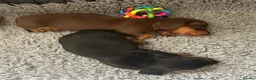 Miniature Dachshund dogs for sale: Miniature Dachshund. X1 Choc and tan available  - Advert 10