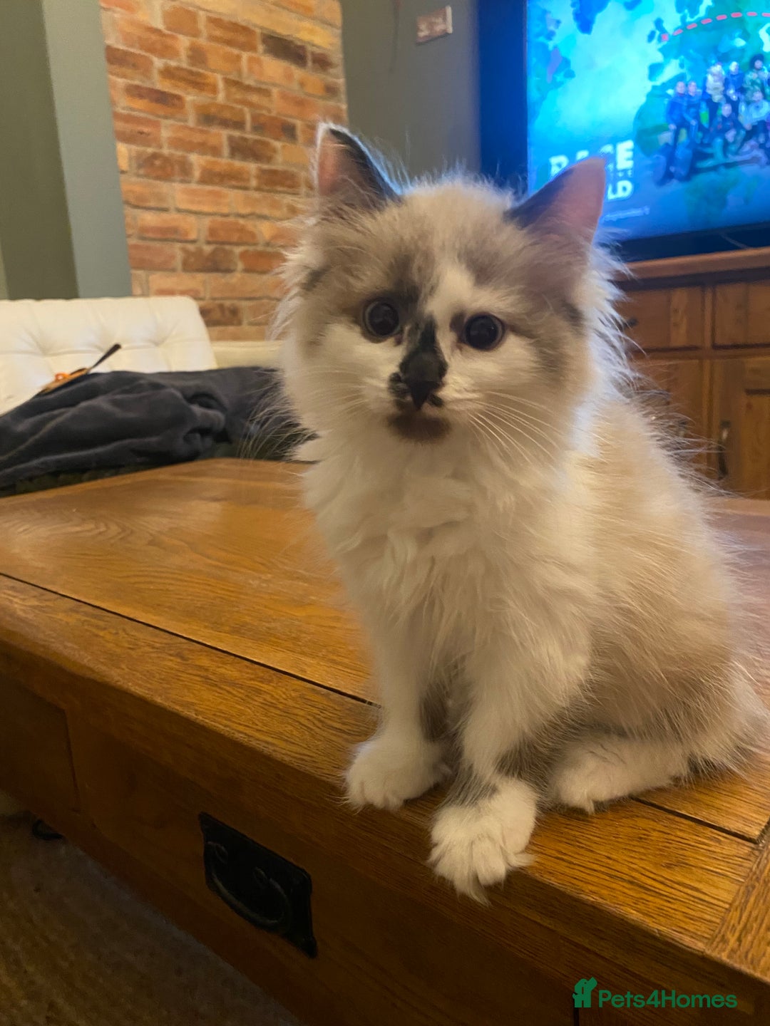 Siberian cats for sale: Estrella - purebred Siberian/ Neva Masquerade  - Image 6