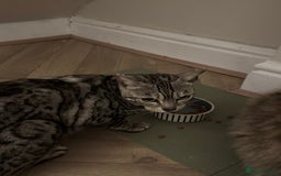 Bengal cats for sale: 2X BENGAL CATS MALE AND FEMALE - Image 3