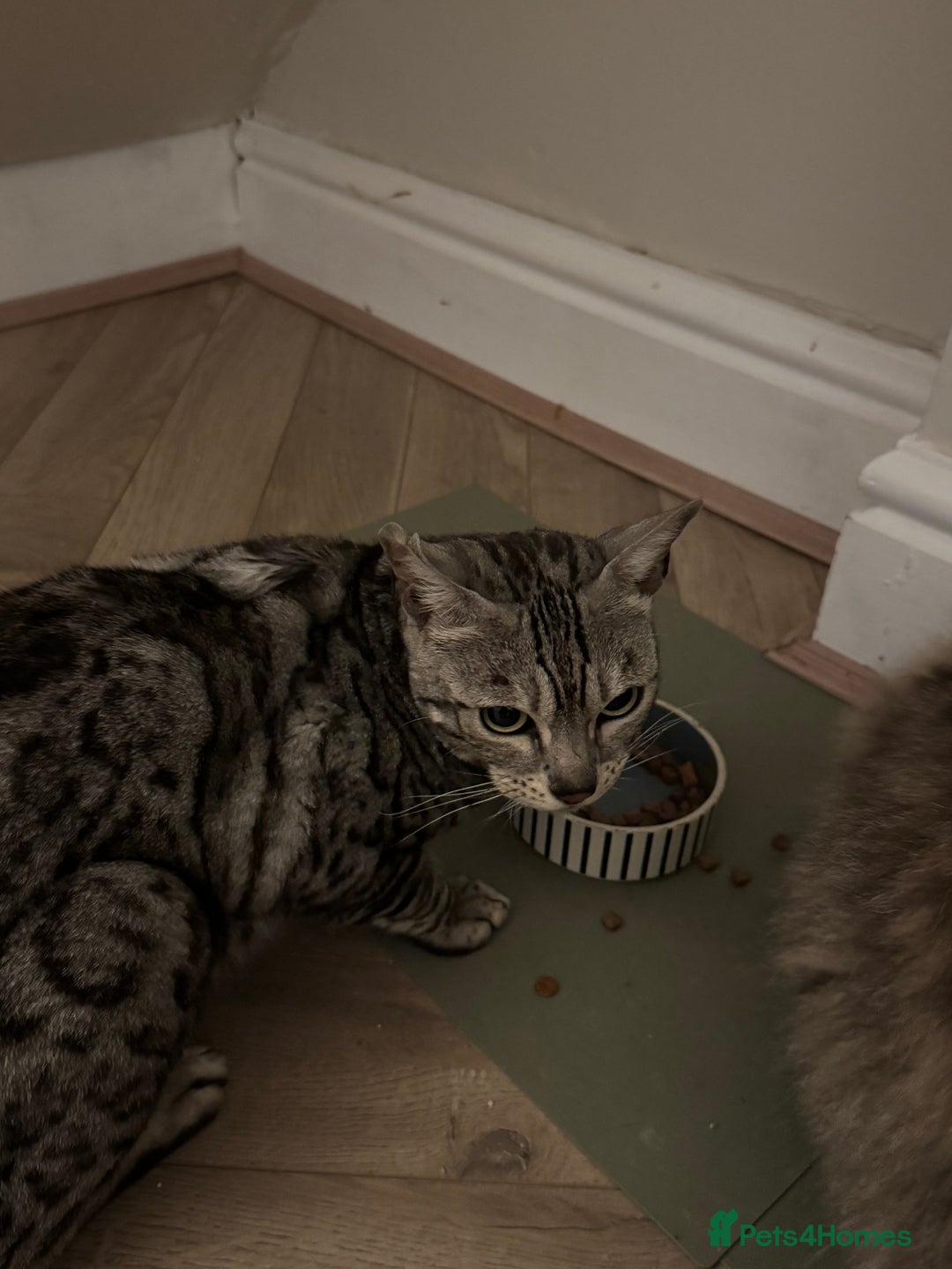 Bengal cats for sale: 2X BENGAL CATS MALE AND FEMALE - Image 3