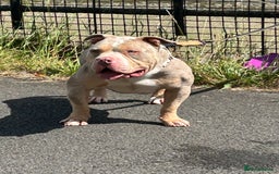 American Bully dogs for stud: Proper stud  - Image 7