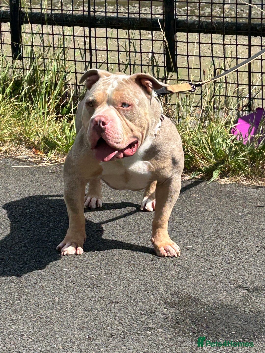 American Bully dogs for stud: Proper stud  - Image 7
