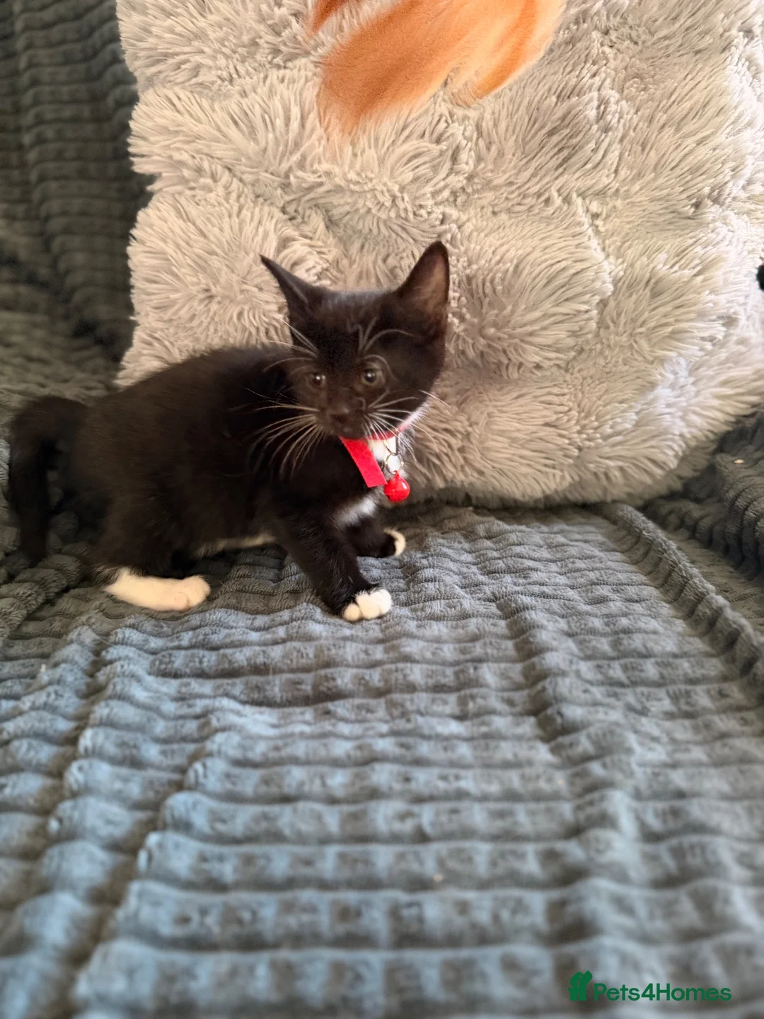 Bengal cats for sale: Bengal mix kittens  in Prestatyn - Advert 12
