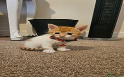 British Shorthair cats for sale: Beautiful Bengal x Calico Kittens - Image 1