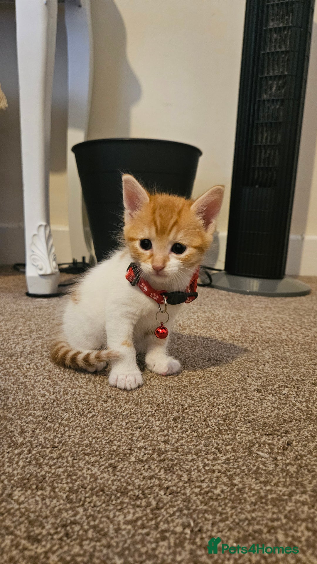 British Shorthair cats for sale: Beautiful Bengal x Calico Kittens - Image 1