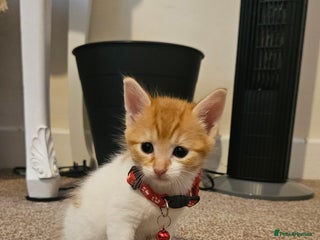 British Shorthair cats - Advert 24