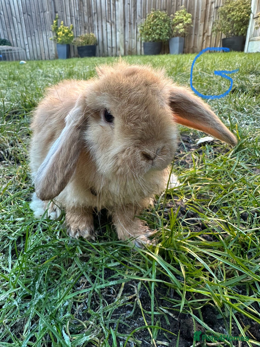 Mini Lop rabbits for sale: Mini Lop Rabbits  - Advert 13