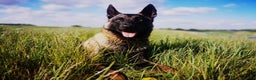 Belgian Shepherd Dog dogs for sale: Belgian Malinois is due before 5th of January - Advert 12