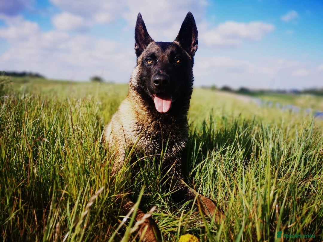 Belgian Shepherd Dog dogs for sale: Belgian Malinois is due before 5th of January - Advert 12