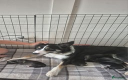 Mixed Breed dogs for sale: Collie x German Shepherd pups - Image 7