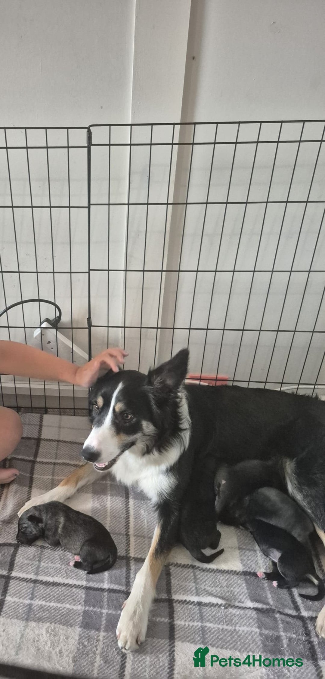 Mixed Breed dogs for sale: Collie x German Shepherd pups - Image 7