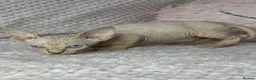 Sphynx cats for sale: Canadian bambino Sphynx kittens  - Advert 27