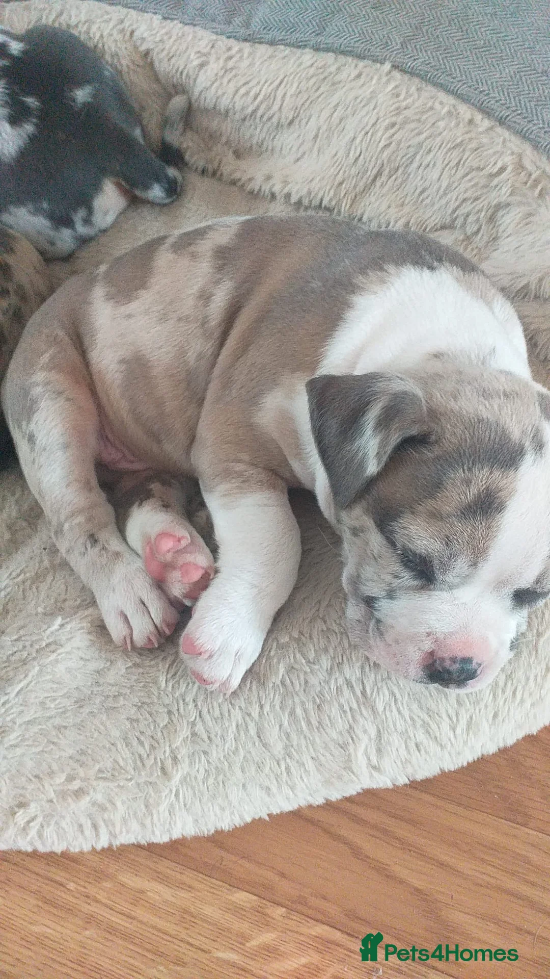 American Bully dogs for stud: Merle ABKC american pocket bully stud in Leicester - Advert 24