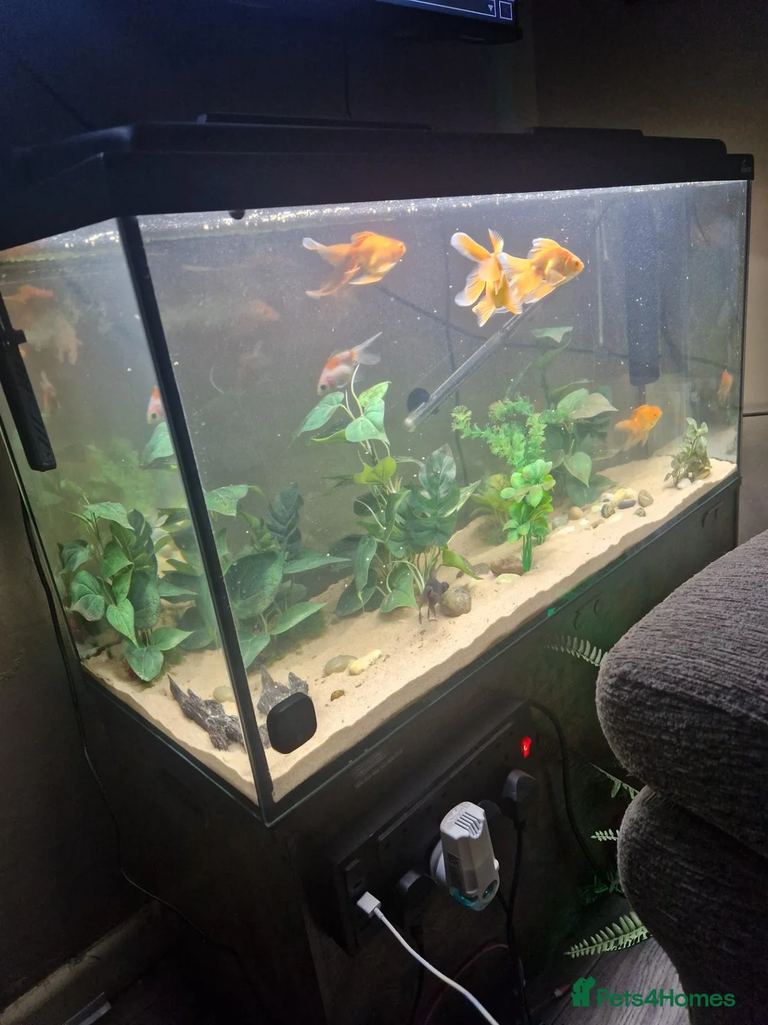 Fancy Goldfish fish for sale: 200 litre tank with fish and accessories  - Advert 2