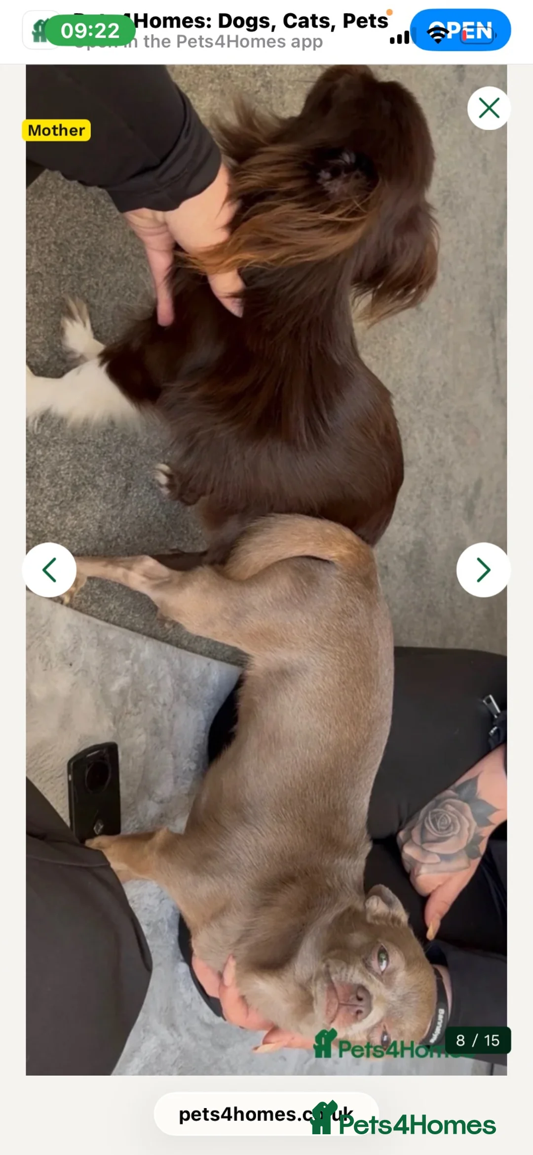 Chihuahua dogs for sale: Beautiful long haired Lilac boy  - Advert 2